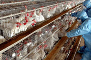 فرصت طلایی صادرات مرغ گوشتی برای پرورش دهندگان آن در ایران