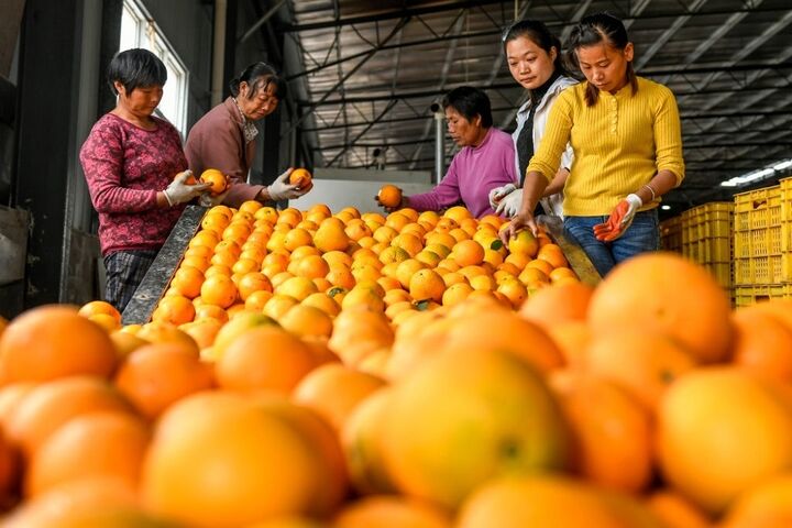  قیمت ۱۲ هزار تومانی هر کیلوگرم پرتقال در باغات مازندران