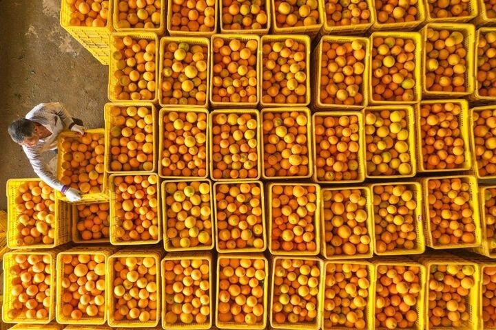  ۷۵۰ هزار تن نارنگی در باغات مازندران تولید می شود