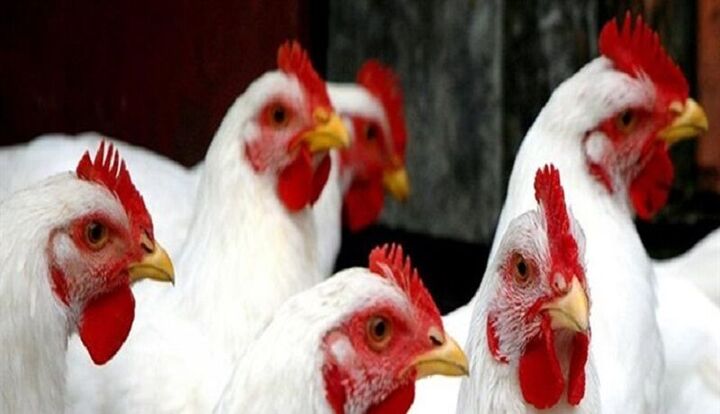  آنفلوانزای پرندگان صنعت طیور مازندران را تهدید می‌کند