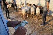 پروار شدن قیمت گوشت در قطب دامداری غرب ایران؛ دام قاچاقچیان برای دام و دامدار و مردم!