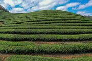رشد ۵ درصدی تولید چای خشک در کشور
