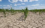 خشکسالی ۸۵ میلیارد تومان به مراتع استان همدان خسارت وارد کرد