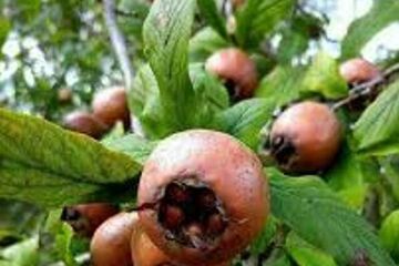 برداشت ازگیل از باغ‌های گیلان آغاز شد