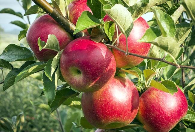 کاهش ۸۷درصدی صادرات سیب ایران به بازارهای جهانی| متوسط قیمت جهانی هر تن سیب صادراتی ۹۵۲دلار