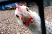ویترین‌ها پر از مرغ و خریداری نیست/ صف‌های کرونایی برای مرغ تنظیم بازاری!