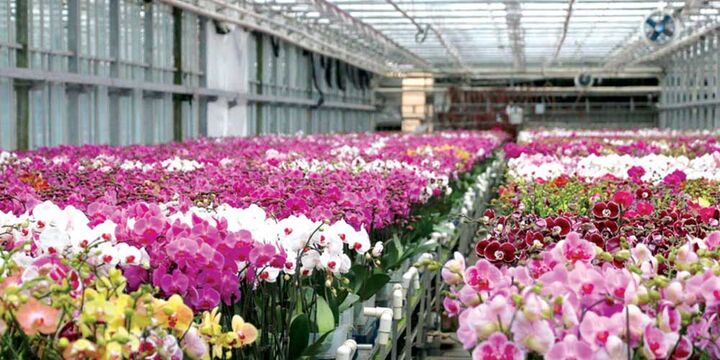 گل فروشان زیانده شدند/ پژمردگی فعالان بازار گل و گیاه در پی محدودیت های کرونایی