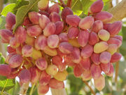 تولید بیش از ۱۱.۵ میلیون تن میوه های سردسیری و خشک در سال ۹۹