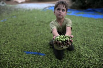 خودکفایی کشور در تولید روغن زیتون؛ ۹۰هزارتن زیتون برای روغن برداشت شده است