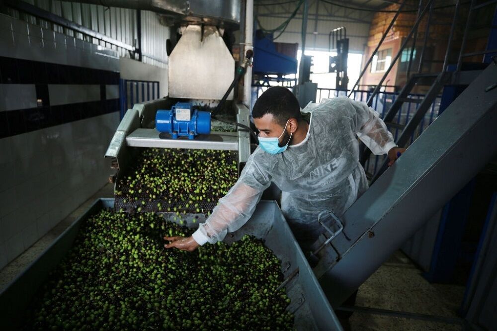 صادرات روغن زیتون فلسطین به کشورهای عربی