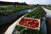 نوبرانه‌های توت فرنگی در بازار؛ رنج‌های بی‌شمار باغداران