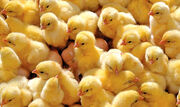 ۴۸۰ میلیون جوجه به مرغداران تحویل داده می شود