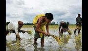 چین پس از ۳ دهه خریدار برنج هند شد