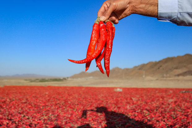 کشاورزی رکن توسعه فرومد در شرقی‌ترین منطقه استان سمنان