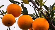 کال‌چینی و رنگ‌دهی پرتقال خیانت به تولید است| سیب ایرانی در امارات گرانتر از سیب آمریکایی
