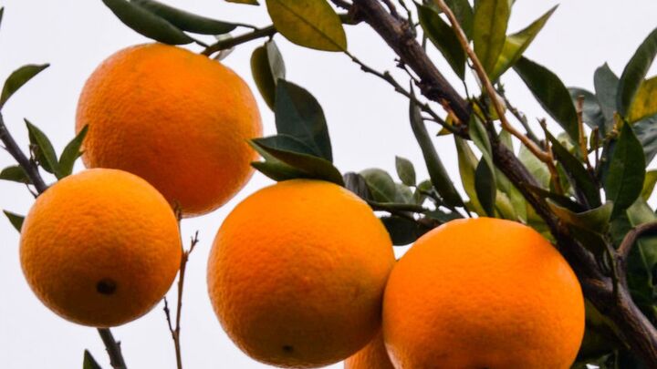 «پرتقال چینی» در مازندران