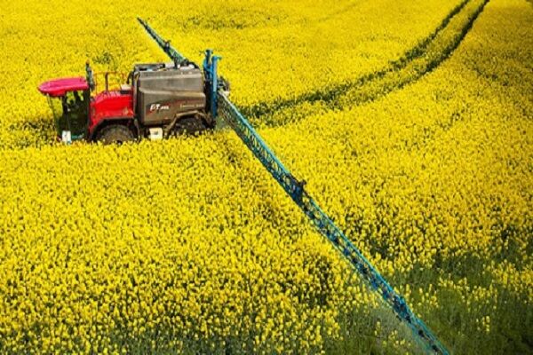 خرید توافقی کلزا در قالب کشاورزی قراردادی در آذربایجان‌شرقی
