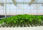 نخستین گلخانه هیدروپونیک هرمزگان راه اندازی می‌شود/ افزایش ۳برابری تولیدات کشاورزی