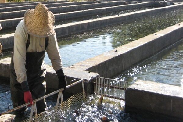 احیای ۶ واحد پرورش ماهی با ظرفیت تولید ۱۲۰ تن قزل آلا در همدان