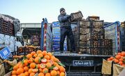 توزیع ۲۰۰ تن میوه تنظیم بازار در ایلام