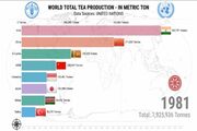 چین بزرگترین تولیدکننده چای جهان
