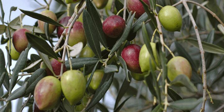 ۷۵ درصد درختان زیتون غزه در حملات رژیم صهیونیستی از بین رفتند