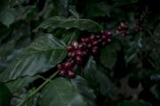 برداشت قهوه از مزارع در اسپانیا
