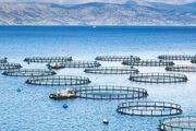 تولید ماهی در قفس استان بوشهر به ۶۰ هزار تن می‌رسد