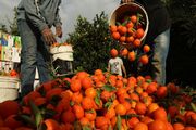 جولان پرتقال‌های رنگ آوری شده و ممنوعه در بازار | ۵۰درصد فرصت صادراتی در بازار مرکبات