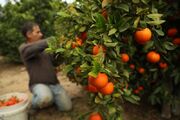 سوگ باغداران گلستانی از محصول پرثمر و کم فروش | دولت پشت کشاورز را خالی کرد