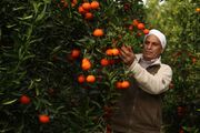 تعلل دولت در خرید میوه شب عید | محصول را ناگزیر به دلال می فروشیم