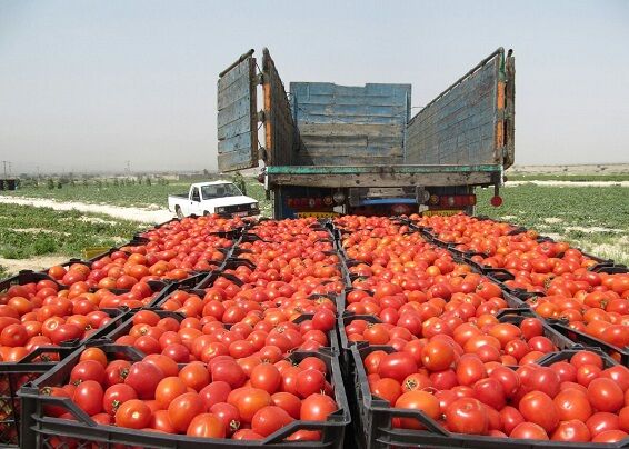 صادرات ۷۰ درصد تولیدات گلخانه‌ای استان بوشهر به روسیه و کشورهای حاشیه خلیج فارس