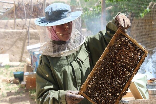 وجود ۴۹ هزار کلنی زنبور عسل در خراسان جنوبی/کوچ بهاره آغاز شد