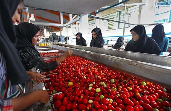 ایران در جمع برترینهای تولید رب گوجه؛ ضرورت آزاد سازی صادرات| صدور ۶۳درصد از رب ترکیه به عراق
