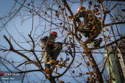 کارگران سبز پوش و هرس زمستانی| چوب و برگ درختان چه می شود؟