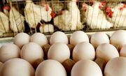 وزارت جهاد کشاورزی مصوبه شورای قیمت‌گذاری را نقض کرد| تولیدکنندگان تخم‌مرغ شاکی شدند