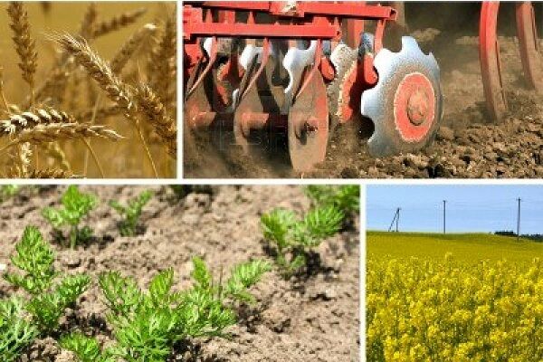 کشاورزی در کویر قم فناورانه می‌شود| «دانش بنیان» راهکاری برای پایداری و امنیت غذایی