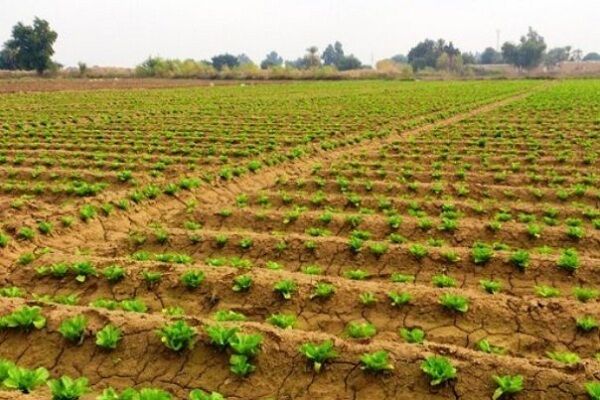 ۴۳ درصد شاغلان اسدآباد کشاورز هستند
