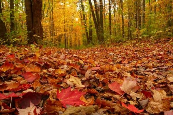 ۵ روش بازیافت برگهای پاییزی| استفاده بهینه از ضایعات درختی
