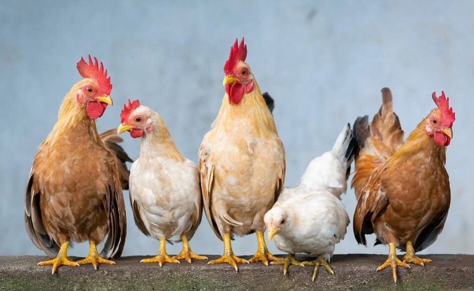 تولید سالانه ۲ میلیون و ۴۰۰ هزار تن گوشت مرغ در ایران| تا ۵ ماه آینده نتیجه تحقیقات مرغ آرین مشخص می شود