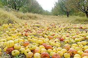 قیمت خرید تضمینی سیب صنعتی در آذربایجان شرقی ۱۴۶۰ تومان اعلام شد