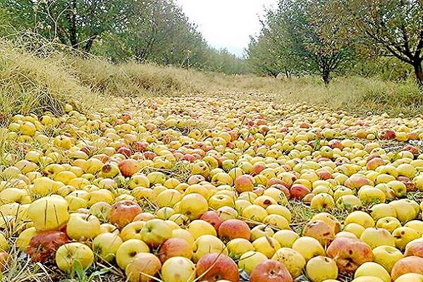 افزایش صادرات سیب ایران به هند