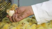 تولید هزار و ۸۰۰ میلیون عدد تخم نطفه دار در سال ۹۸