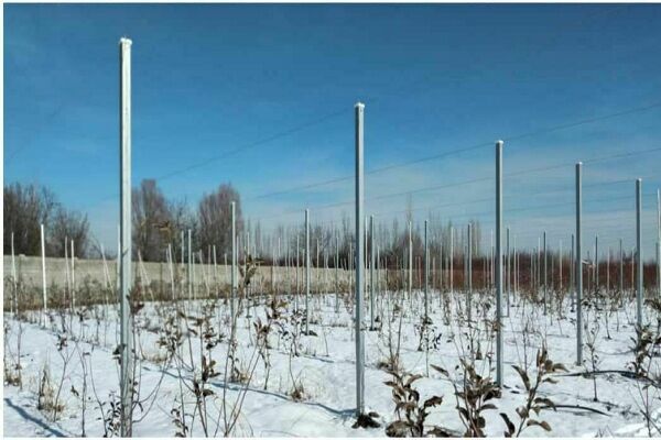 اجرای طرح سایبان در سطح ۴۵۰۰ متر مربع از باغ الگویی سیب ارومیه