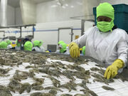 راه‌اندازی کارخانه تولید غذای ماهی و میگو با ظرفیت ۱۲ هزار تن در بوشهر