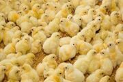 کمبود نهاده داریم، مرغداران از افزایش تولید می ترسند | دولت به درستی برنامه ریزی نکرد 