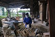 طرح زراعت چوب در ۳۰۰ هکتار از اراضی قزوین اجرا می‌شود