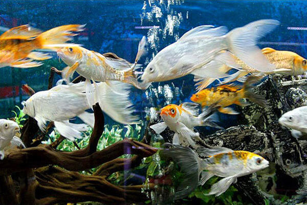 سه میلیارد و ۲۰۰ میلیون تومان ماهی زینتی در خراسان جنوبی پرورش یافت