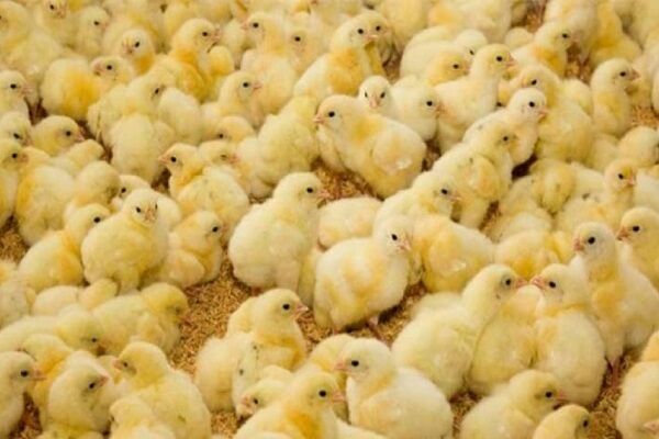 جوجه ریزی برای تولید گوشت مرغ در آذربایجان شرقی ۳۹ درصد افزایش دارد
