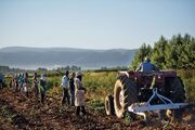 تنها ۱۵ درصد نیاز کشاورزان سوریه به بذر سالم تامین می‌شود